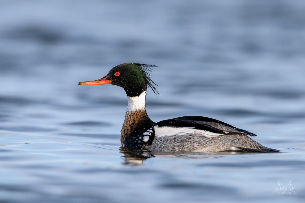 Red-breasted Merganser - ML91376081