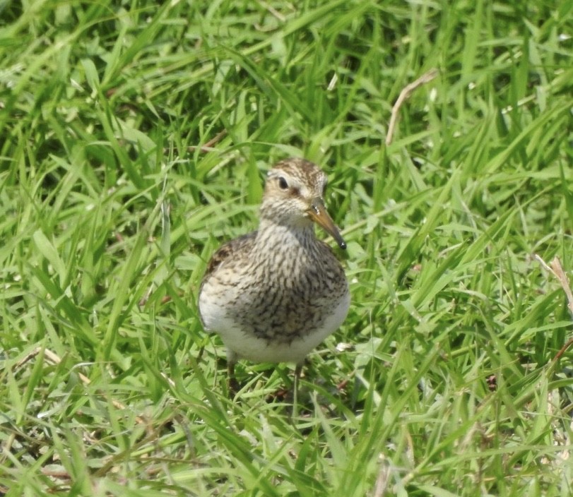 Pectoral Sandpiper - ML91376121