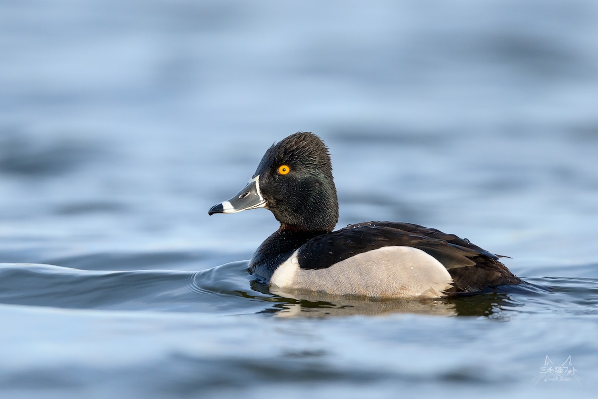 Ring-necked Duck - ML91376191