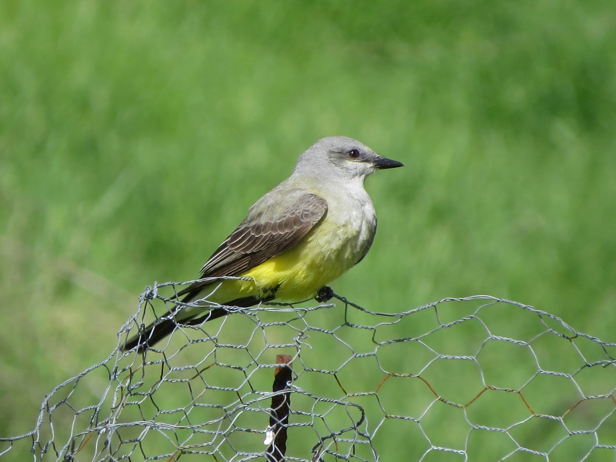 Western Kingbird - ML91376261