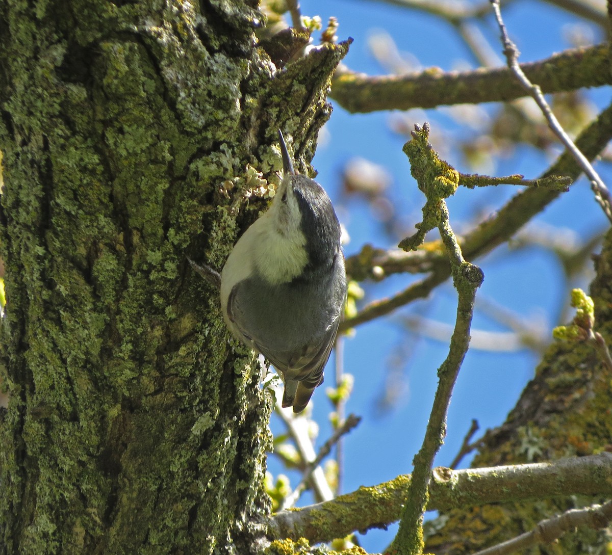 Sittelle à poitrine blanche - ML91376511