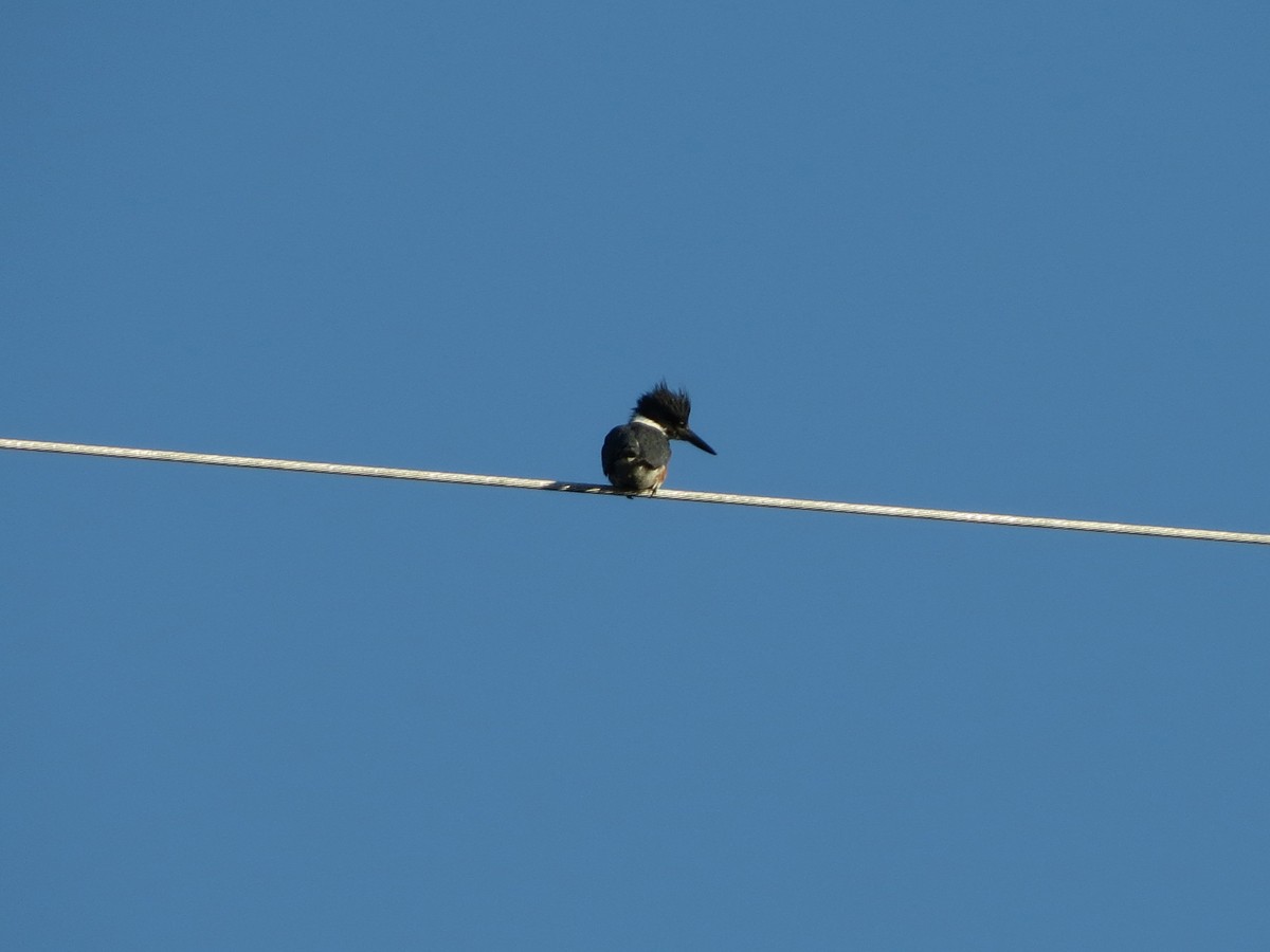 Belted Kingfisher - ML91377241