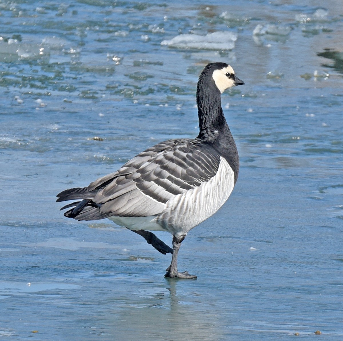 Barnacla Cariblanca - ML91377931