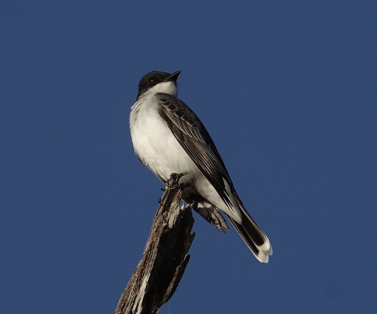 Schieferrücken-Königstyrann - ML91378151