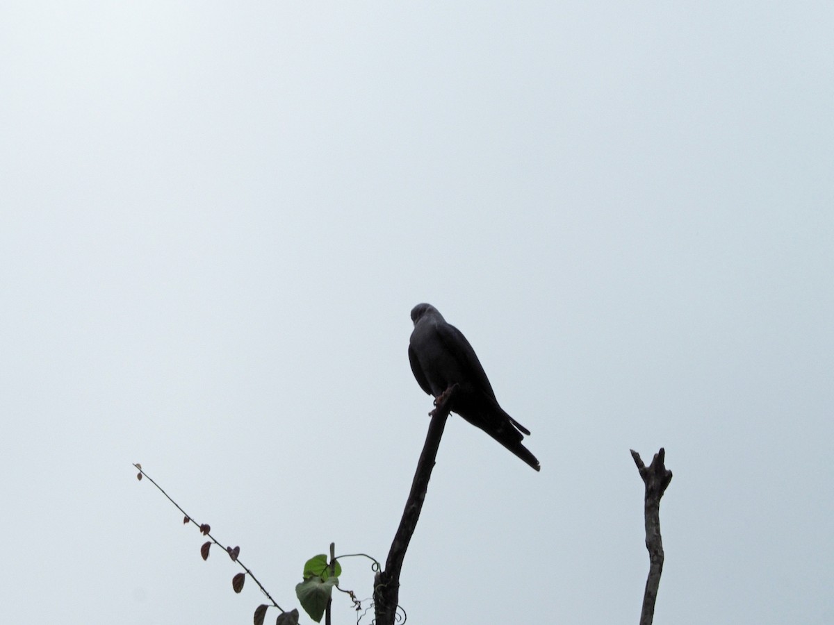 Plumbeous Kite - ML91379081