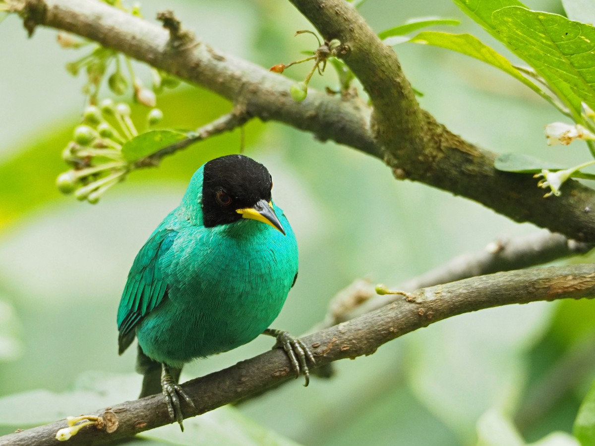 Green Honeycreeper - ML91379361