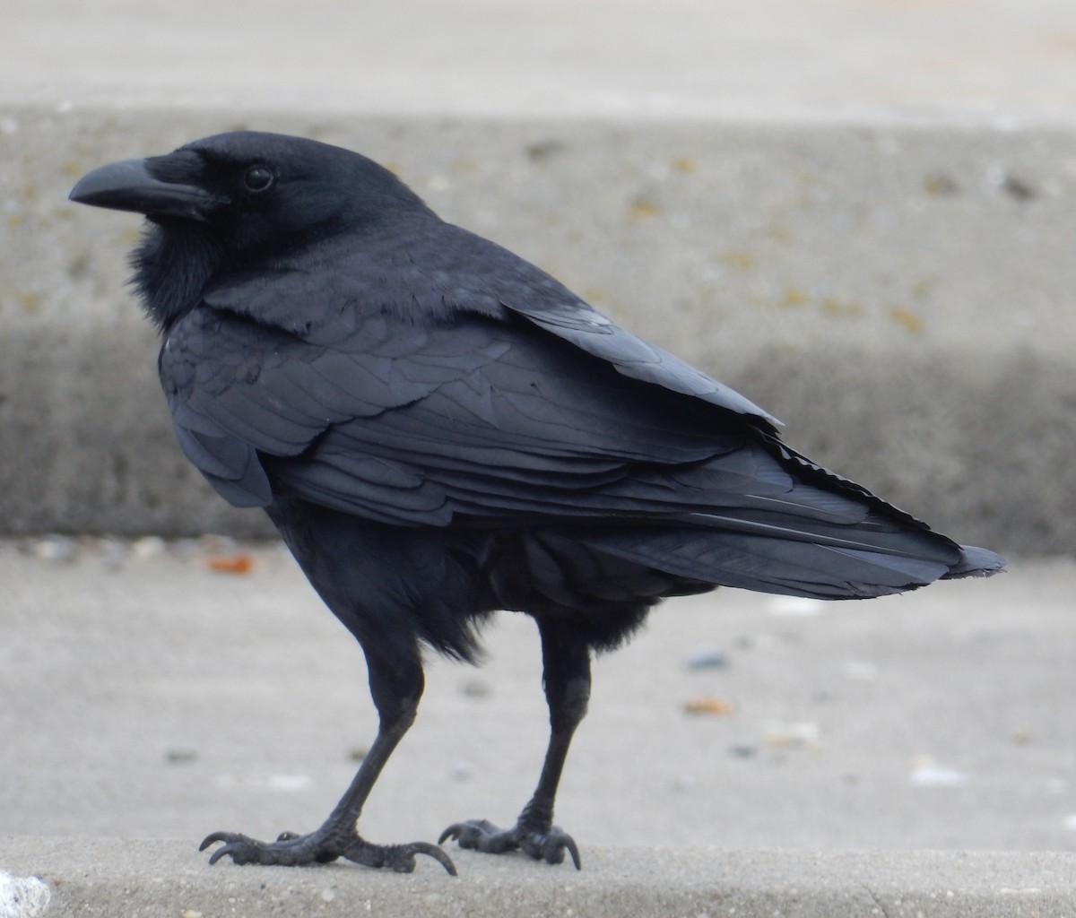 Fish Crow - ML91379831