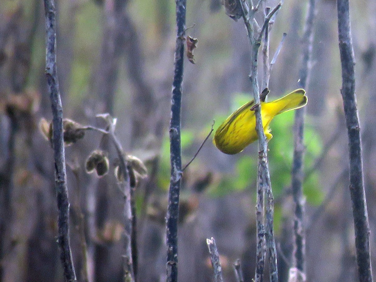 Yellow Warbler - ML91379951