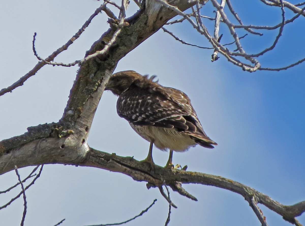 Red-shouldered Hawk - Tom Edell