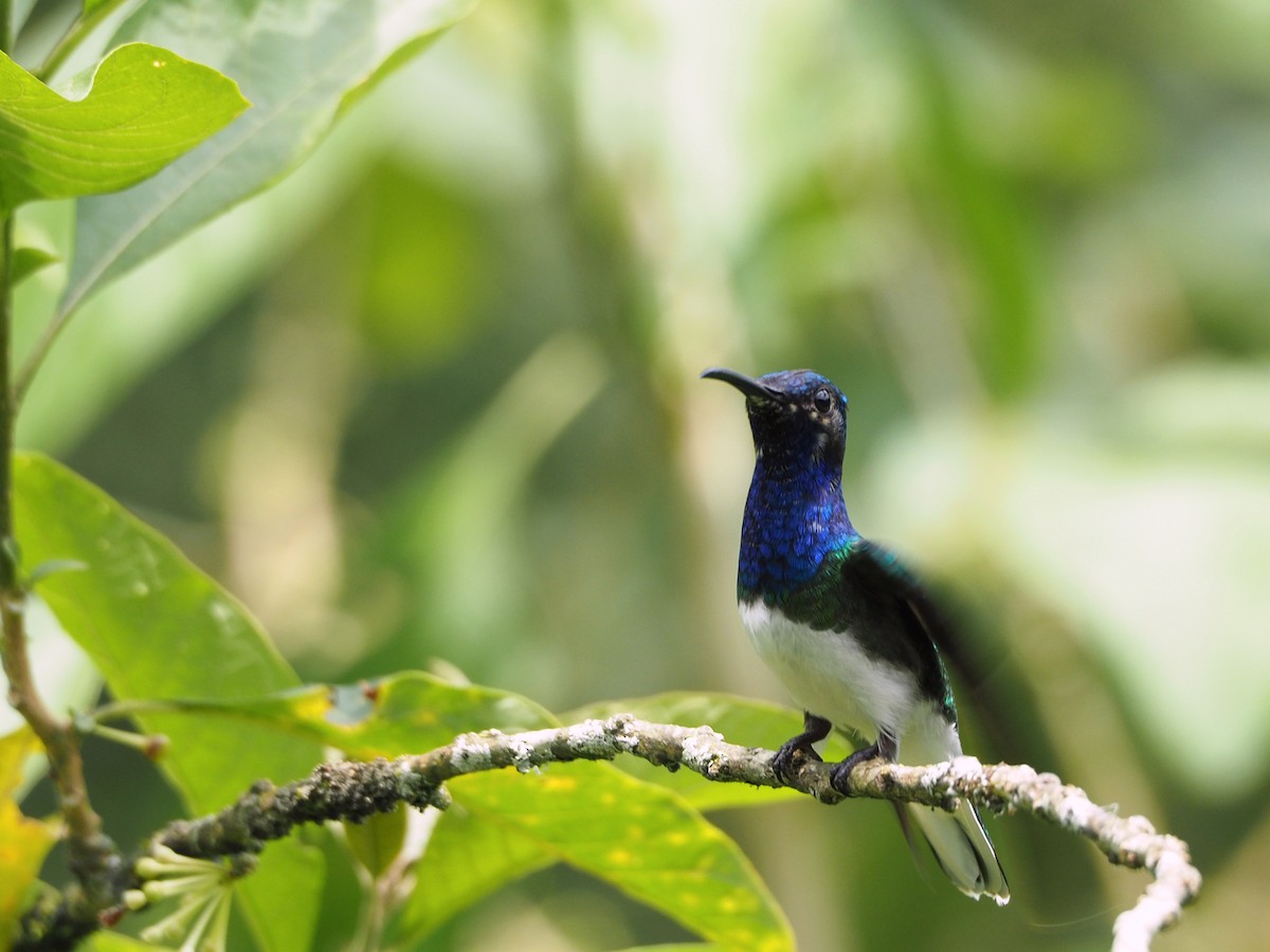 White-necked Jacobin - ML91380841