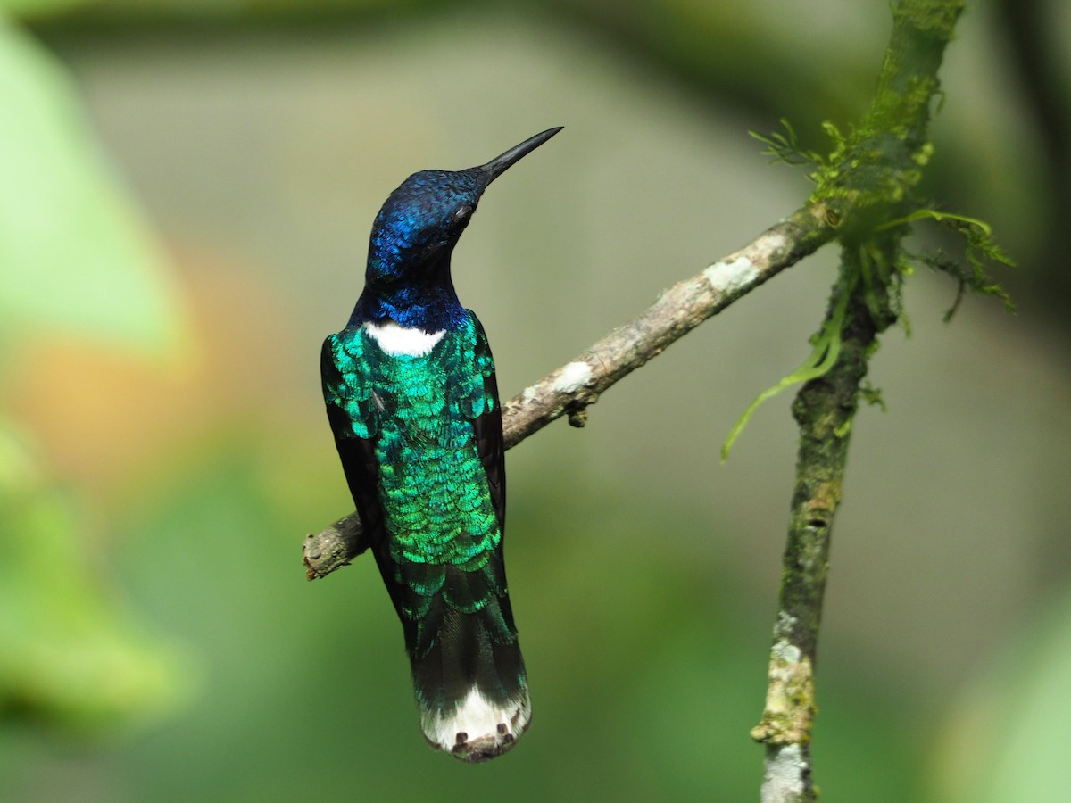 White-necked Jacobin - ML91380871