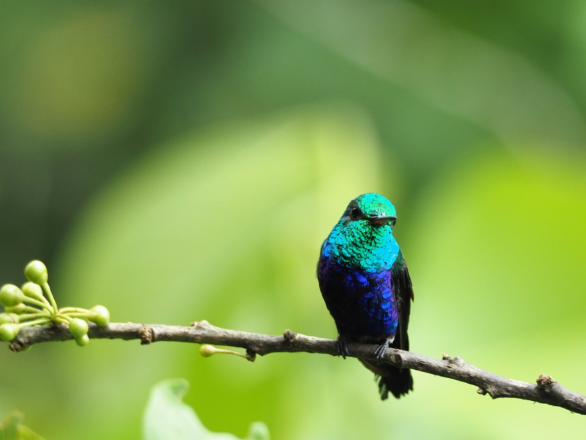 Violet-bellied Hummingbird - ML91380951