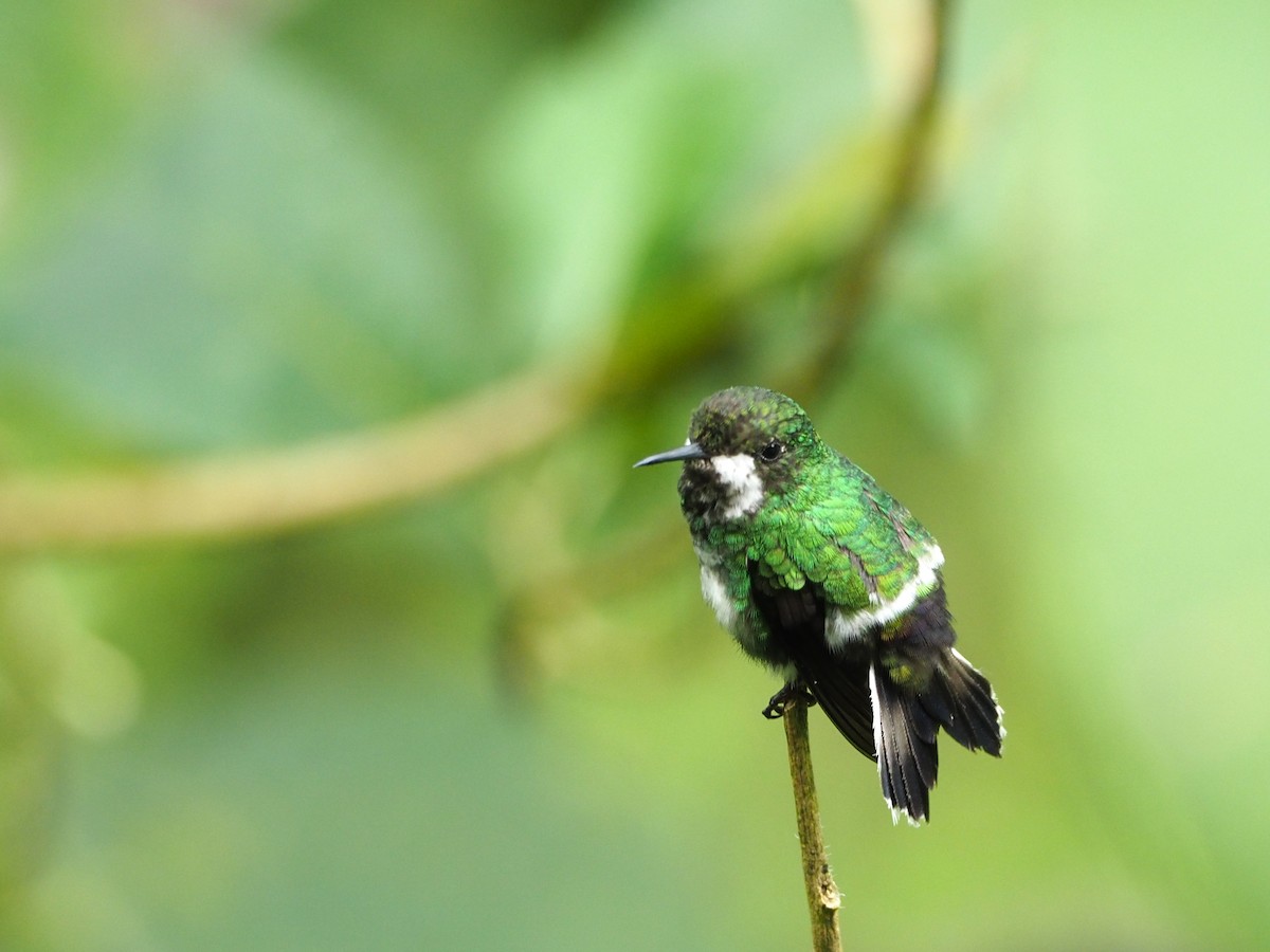 Green Thorntail - ML91381041