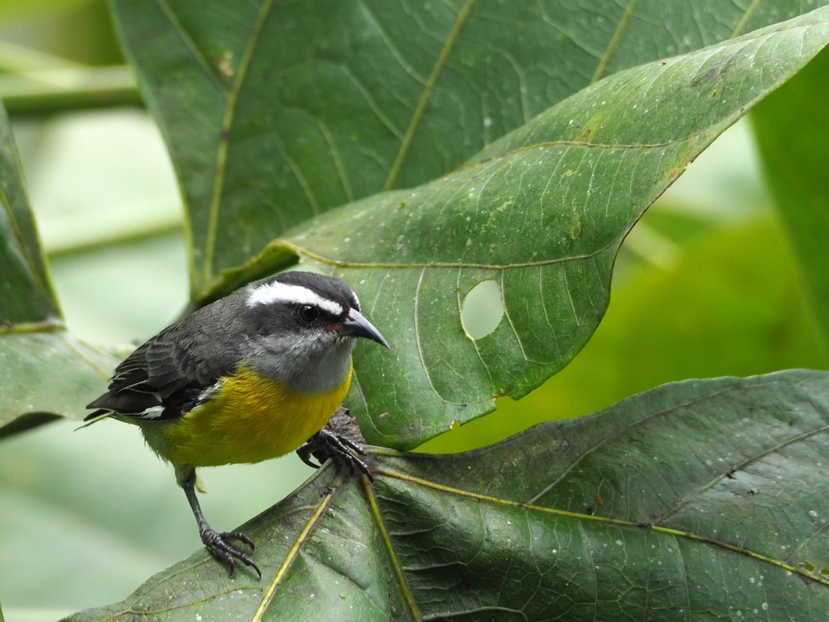 Bananaquit - ML91381131