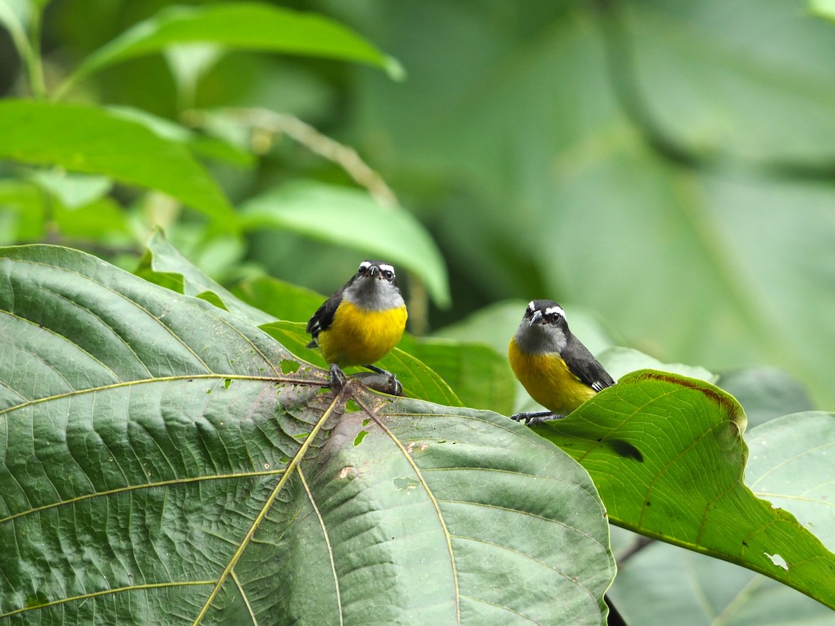 Bananaquit - Scott Ramos