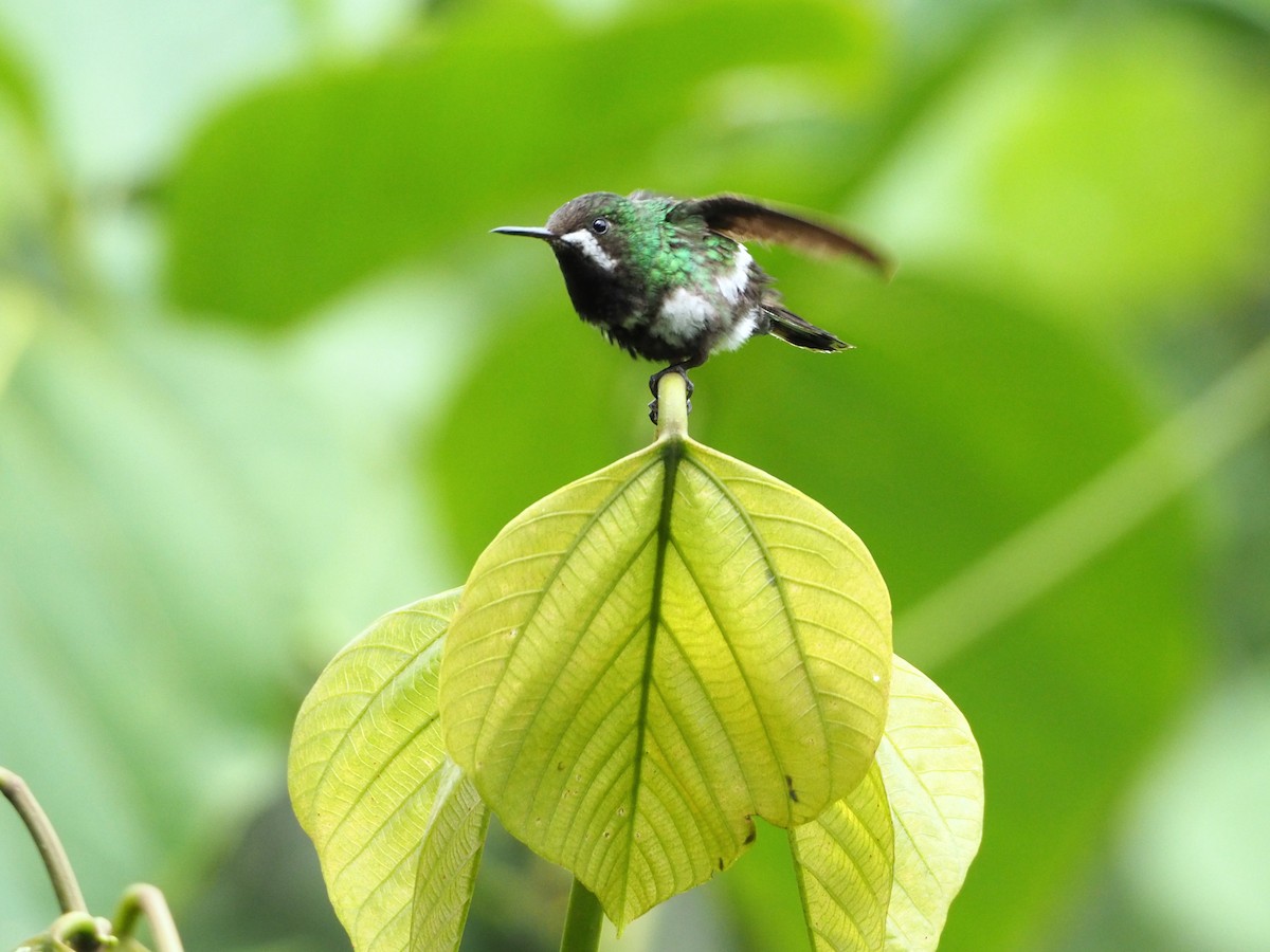 Green Thorntail - ML91381411