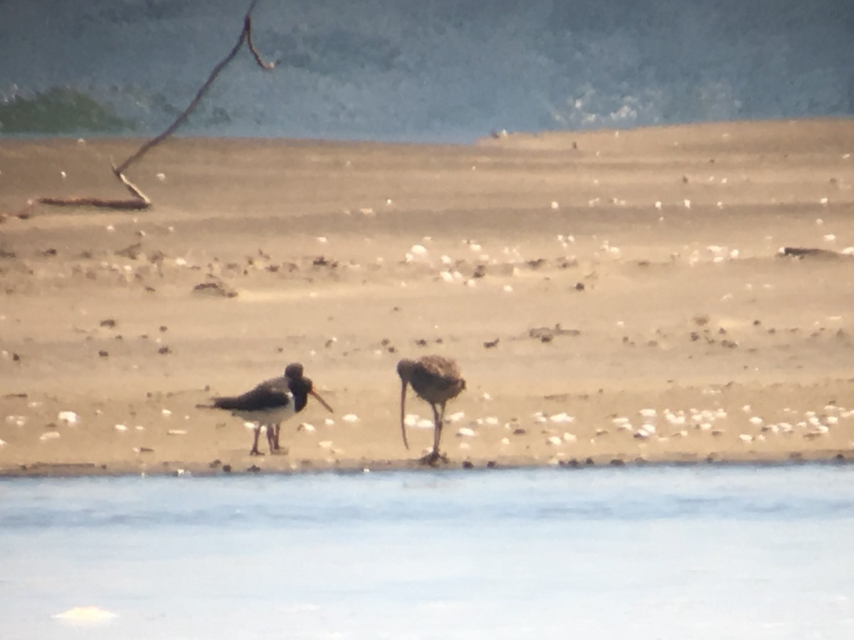 Far Eastern Curlew - ML91382791