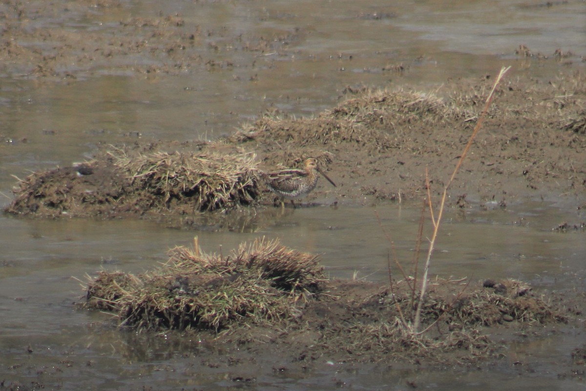 Wilson's Snipe - ML91382991