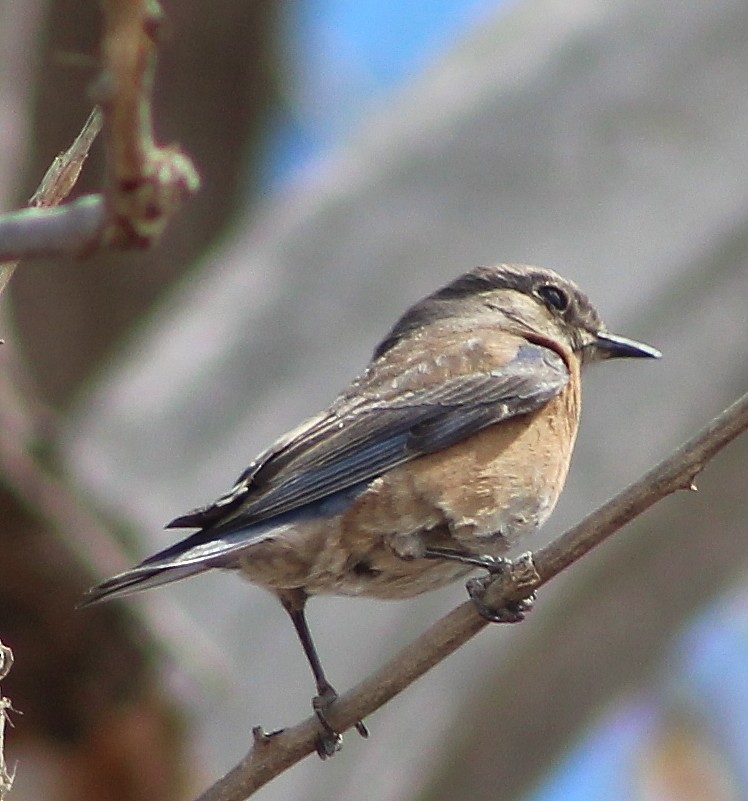 Western Bluebird - alison rodgers