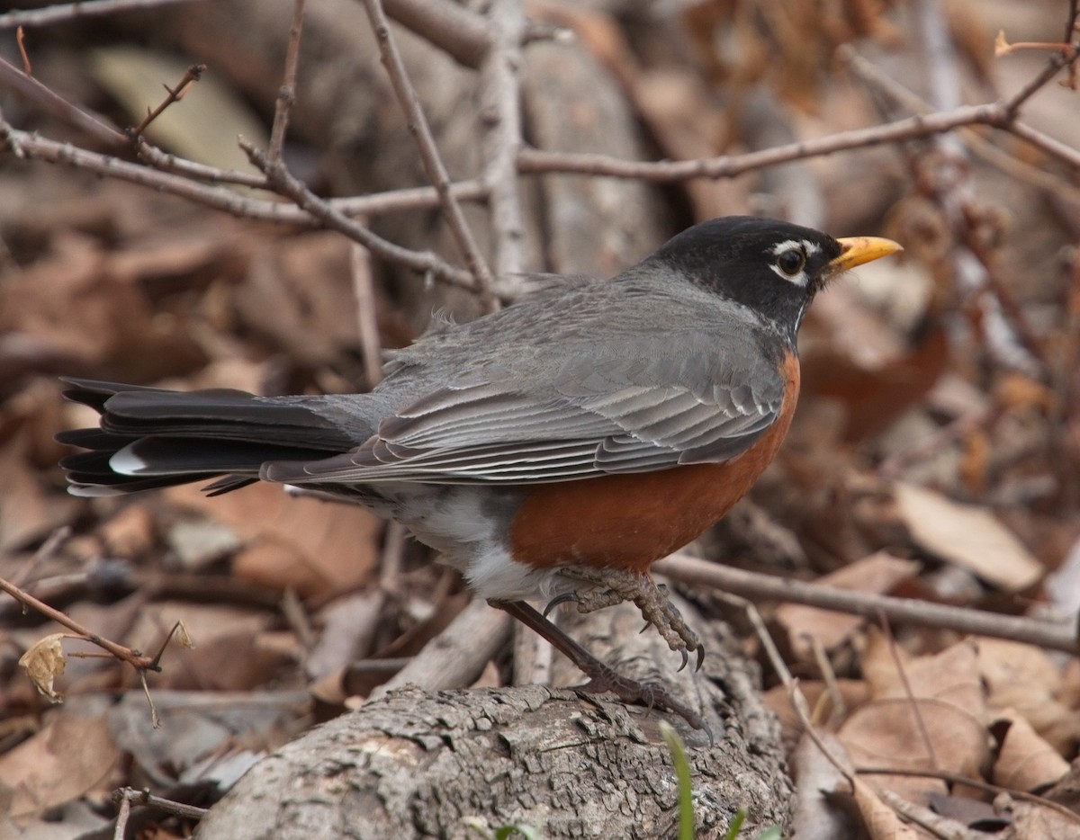 American Robin - ML91383661