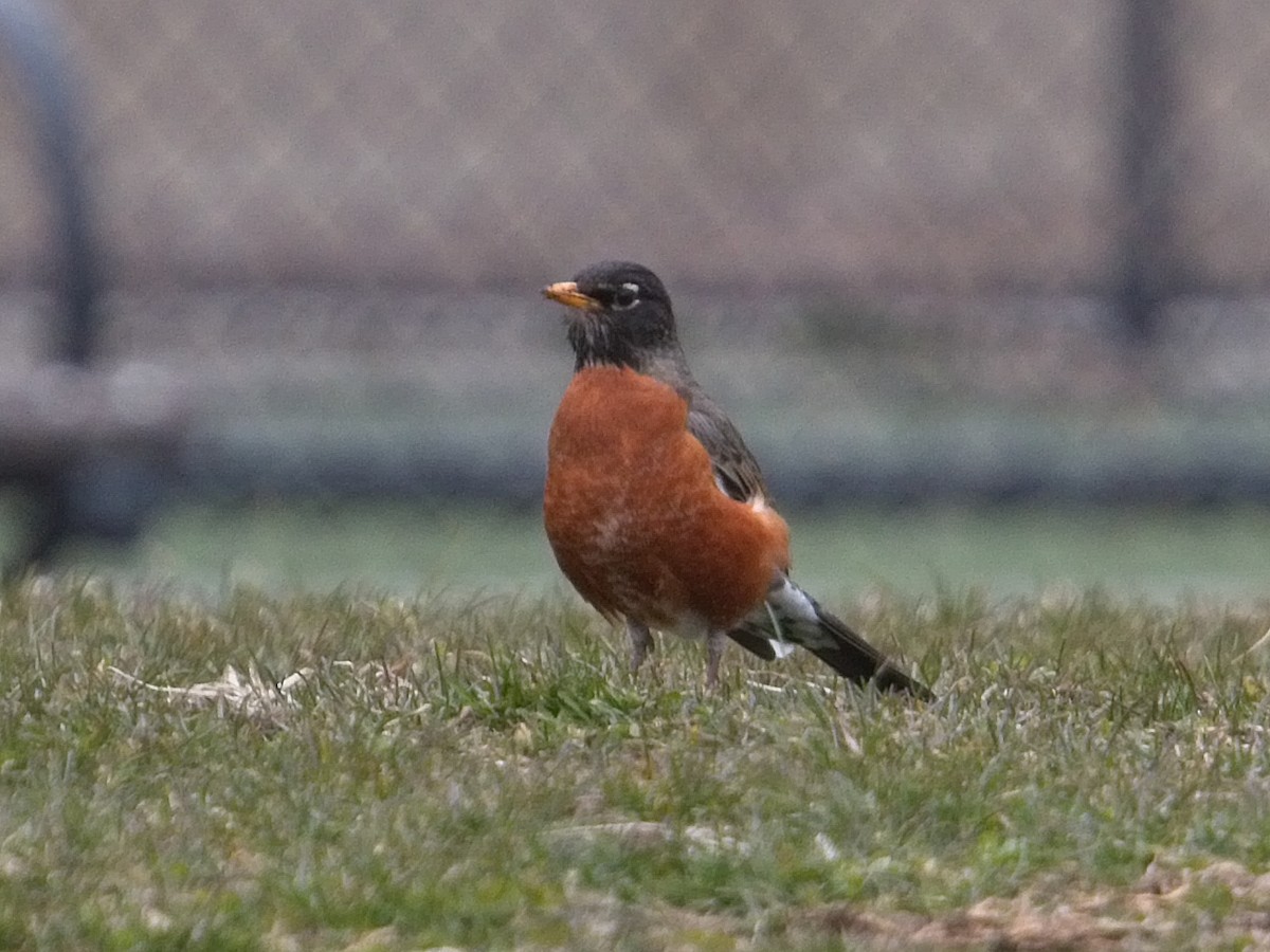 American Robin - ML91383741