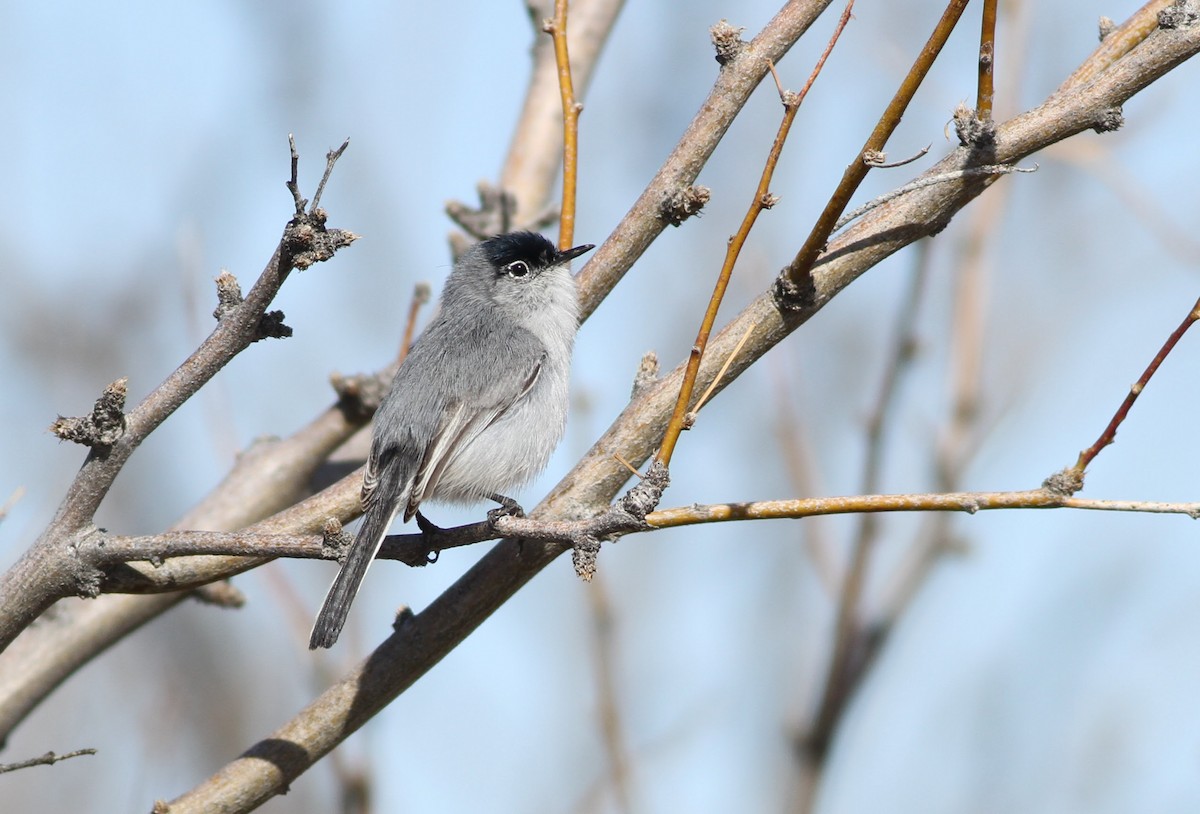 Black-tailed Gnatcatcher - ML91384481