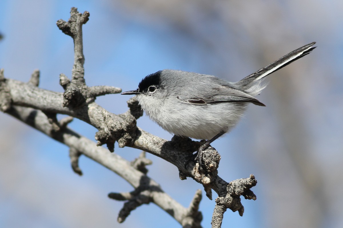 Black-tailed Gnatcatcher - ML91384811