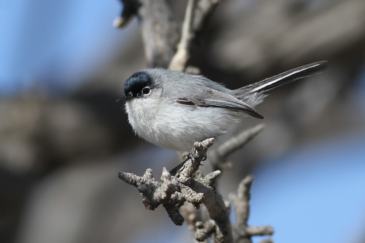 Black-tailed Gnatcatcher - John Garrett