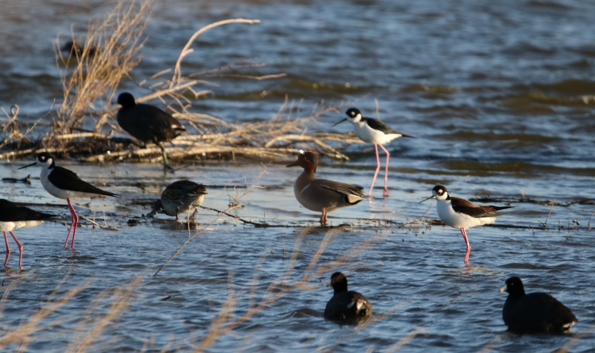 Green-winged Teal - Manuel Duran