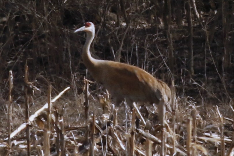 Sandhill Crane - ML91386321