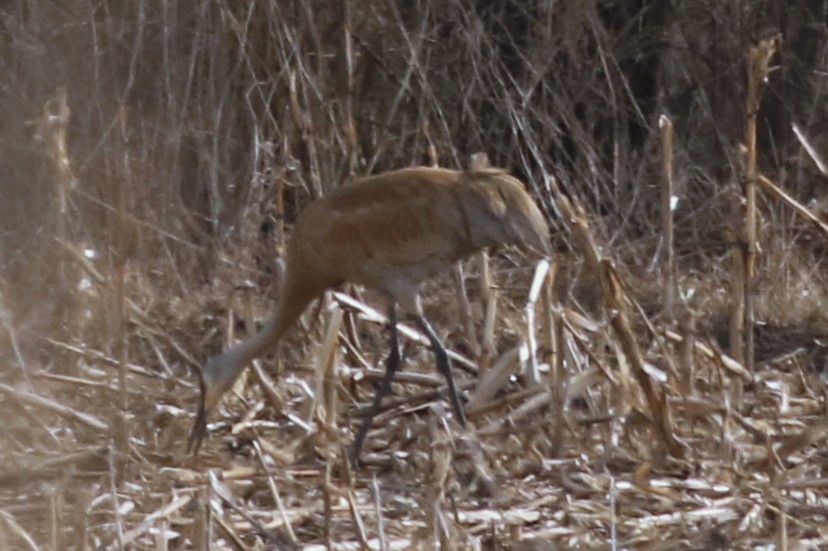 Sandhill Crane - ML91386331