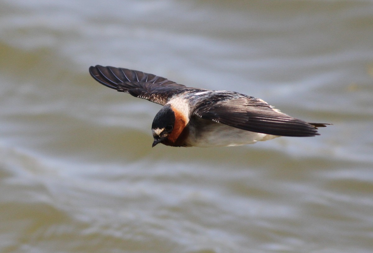 Cliff Swallow - John Garrett