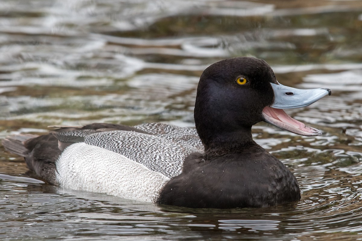 Lesser Scaup - ML91388271