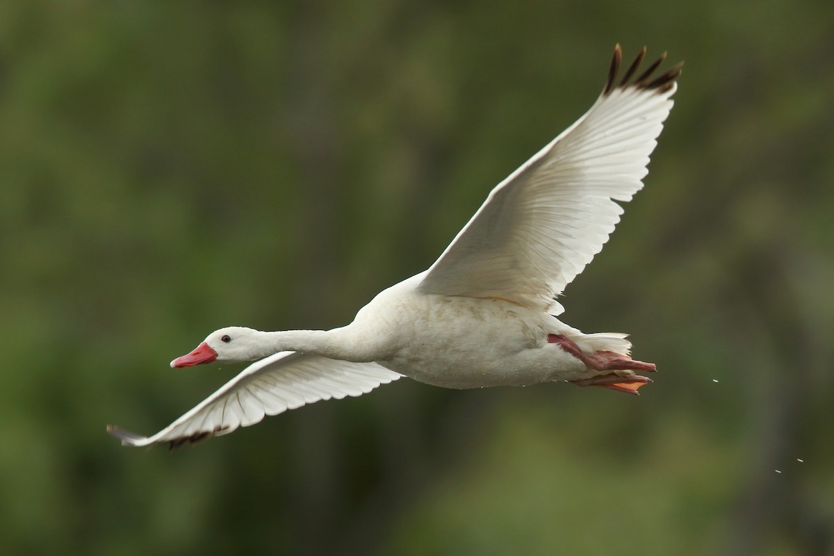Coscoroba Swan - ML91389441