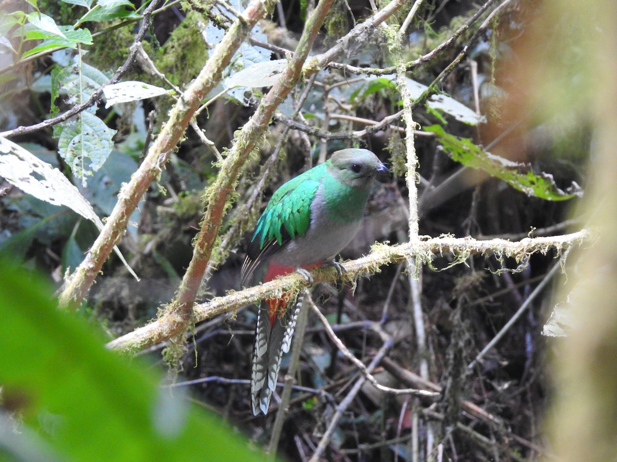 Quetzal Guatemalteco - ML91391911