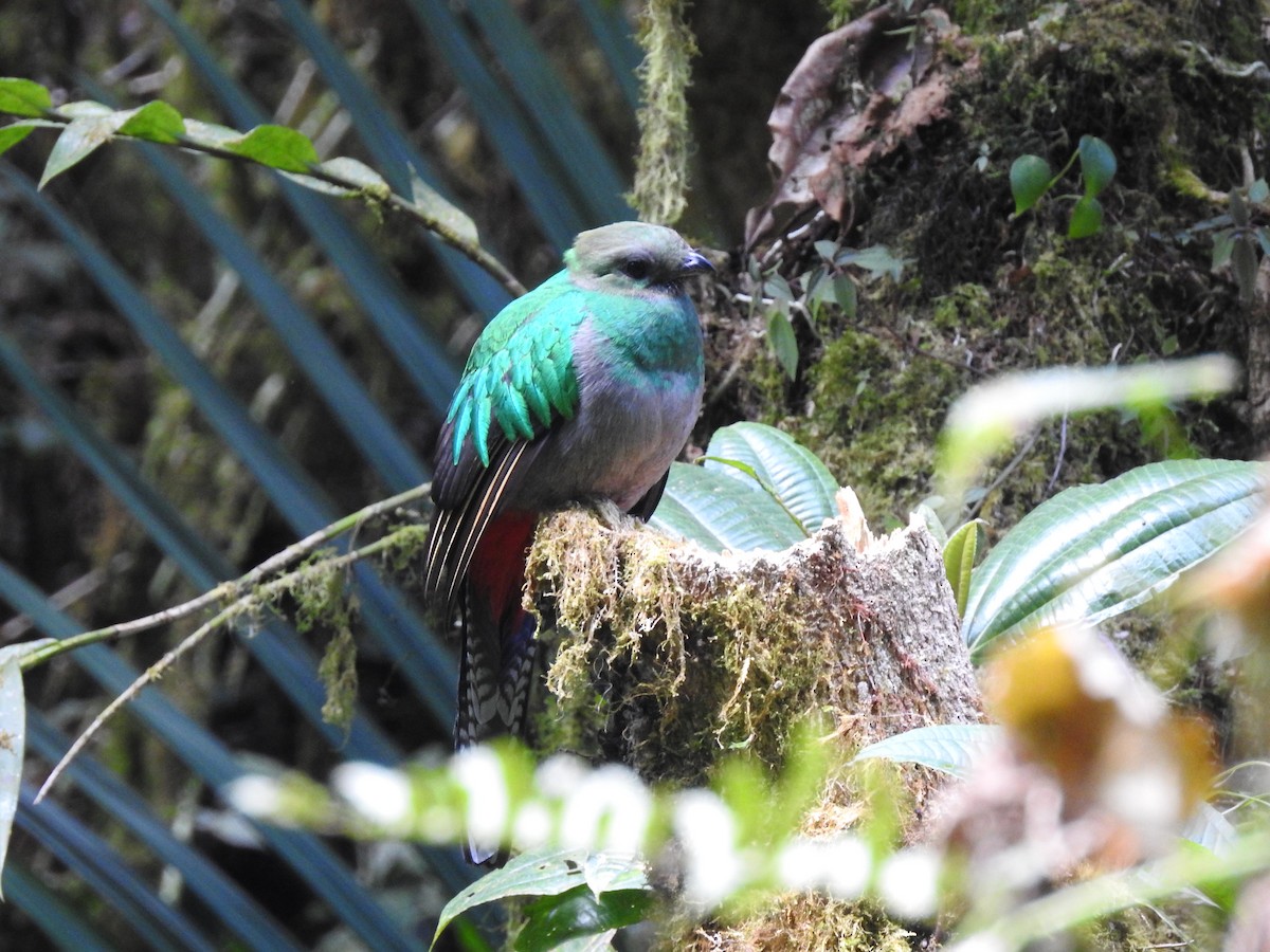 Quetzal Guatemalteco - ML91392211