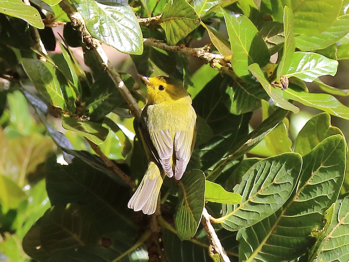 Wilson's Warbler - ML91392791