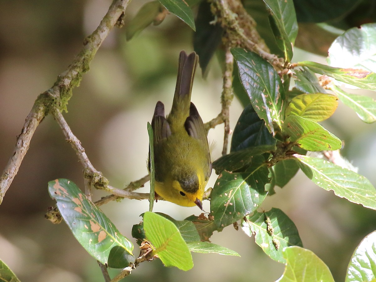 Wilson's Warbler - ML91392841