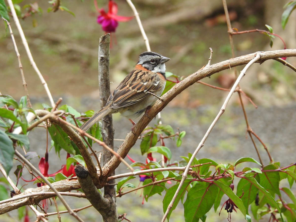 Rufous-collared Sparrow - ML91393931