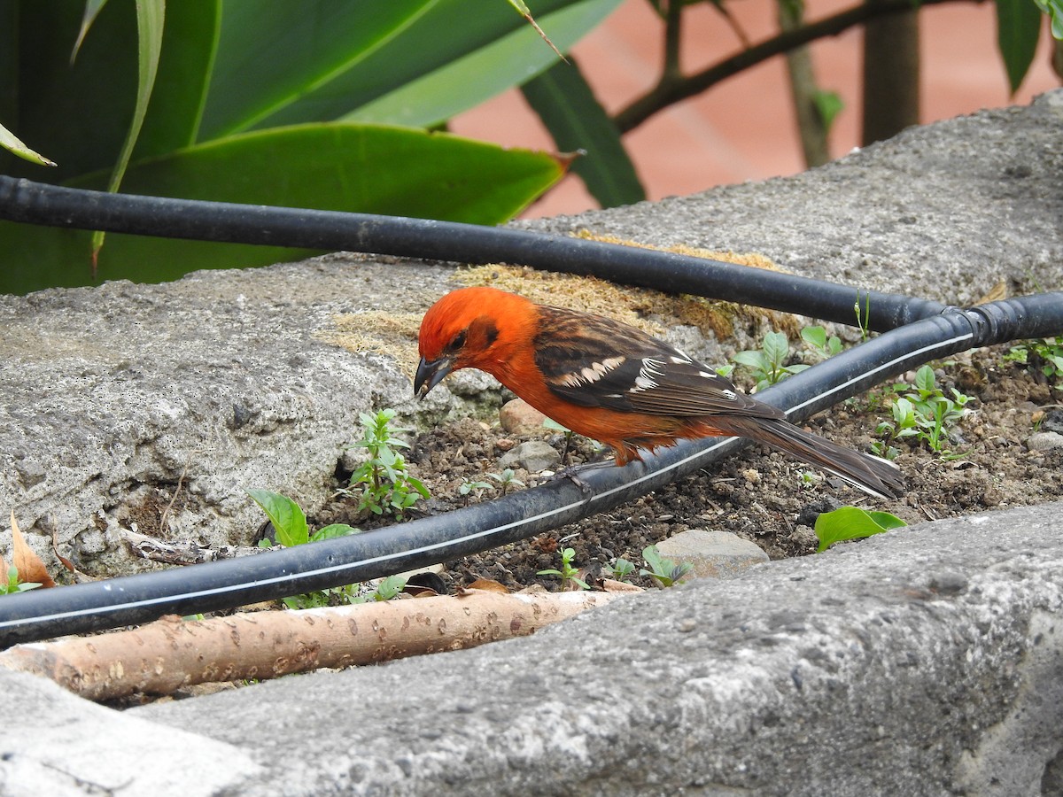 Flame-colored Tanager - ML91394011
