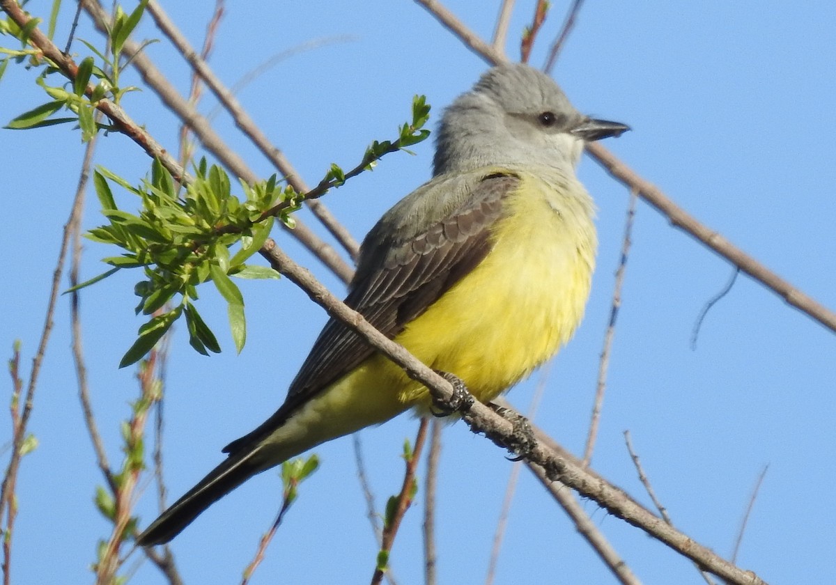 Schmalschnabel-Königstyrann - ML91394151