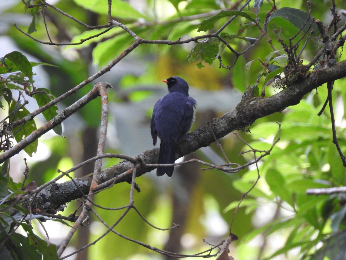 Black-faced Solitaire - ML91394171