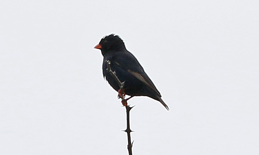 Village Indigobird - Charlotte Byers