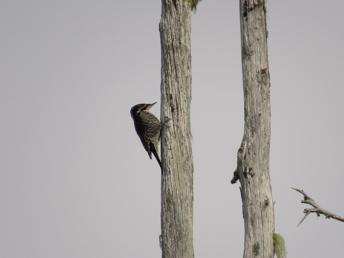 American Three-toed Woodpecker - ML91395171
