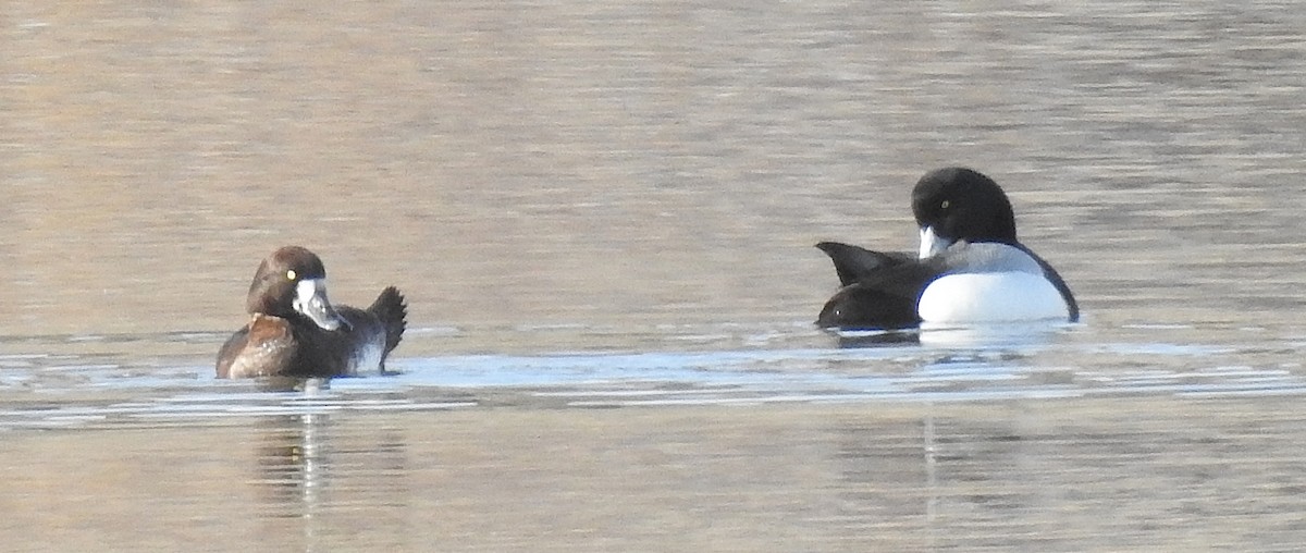 Greater Scaup - ML91395491