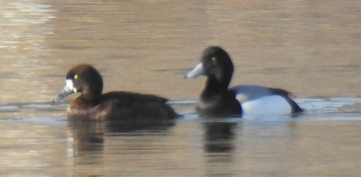 Greater Scaup - ML91395501