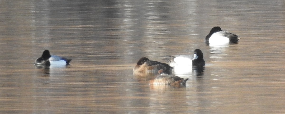 Greater Scaup - ML91395511