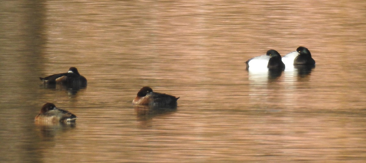Greater Scaup - ML91395521