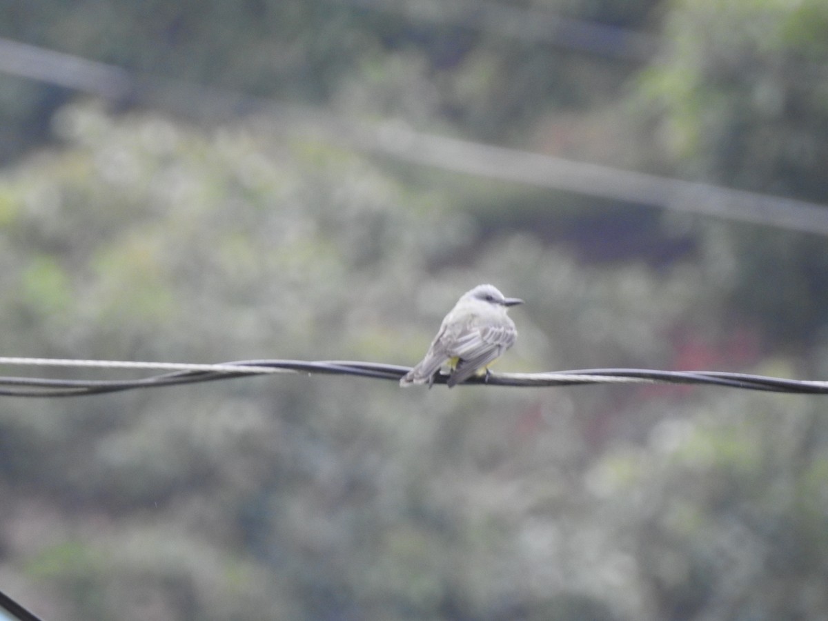 Tropical Kingbird - ML91396201