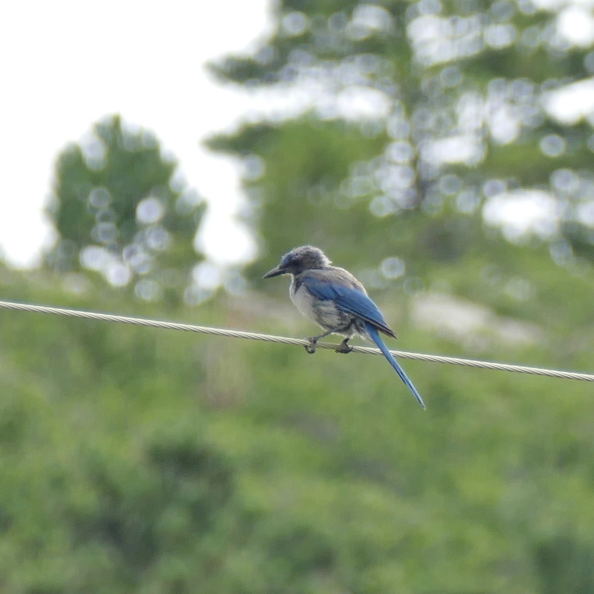 Woodhouse's Scrub-Jay - ML91398731